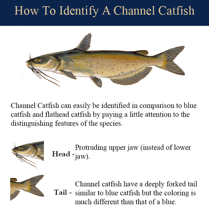Channel Catfish  Lake Conroe Fishing Guides